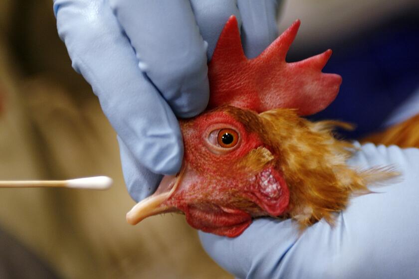 **ADVANCE APRIL 22-23 ** A California Department of Food and Agriculture technician perform tests on chickens for the Avian Influenza viruses in poultry Friday, April 21, 2006, at the Best Live Poultry & Fish store in Sylmar, Calif. The stakes are especially high in California, where a $2.5 billion poultry industry ranks among the top 10 producers nationwide for dinner chicken, turkey and table egg output. (AP Photo/Damian Dovarganes)