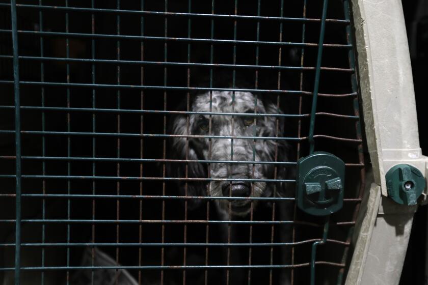 Bentonville, Arkansas - October 14, 2023: (Editors special note: This is a special assignment for the IT team. DO not use images for other stories or share with Getty before their project has been published.) Following the Southwest Dog Auction - dogs in cages are being transported inside a packed white van in Bentonville, Arkansas. (Francine Orr/ Los Angeles Times)