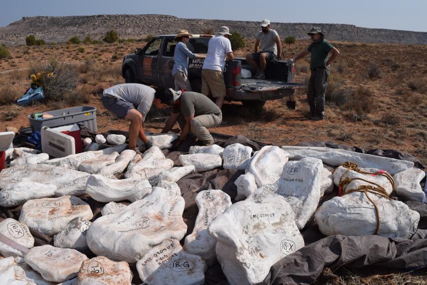 GNATALIE QUARRY, UTAH-The dinosaur dig site Gnatalie Quarry in Utah. (Courtesy of Natural History Museum of LA County)