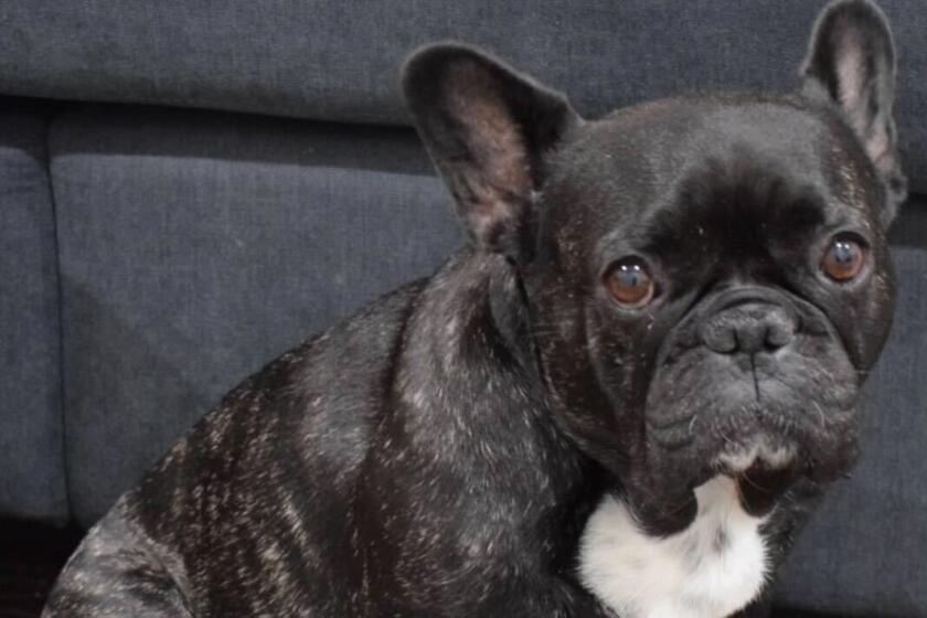 Missing spayed balck brindle French bulldog lost in North Hollywood.