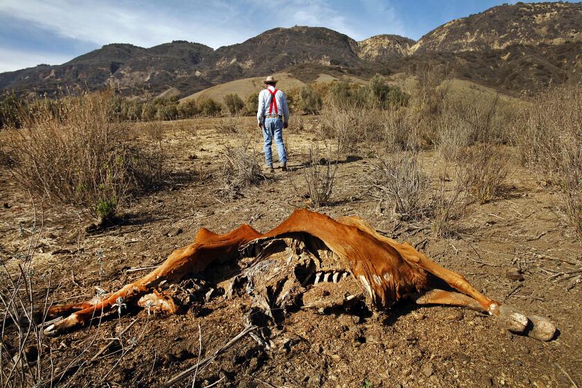 SANTA PAULA, CA - JANUARY 27, 2014: Cattle rancher Rob Frost surveys the carcass of one of this cattle January 27, 2014 that recently died because of drought conditions on grazing land near Santa Paula California where the grass is normally 6 to 10 inches high this time of year. Under veterinary supervision Frost is trying to find cause of death and ways to prevent more loss. There is no natural grass for his cattle to eat as the worst drought in California history is hurting one of the state's pillar industries the hardest: agriculture. Ranchers are liquidating their herds and growers are tearing out trees as hundreds of thousands of prime Californian acres will soon go fallow. The crisis could ultimately spike prices for meat, milk and vegetables and leave thousands of farmhands out of work. ( Al Seib / Los Angeles Times )