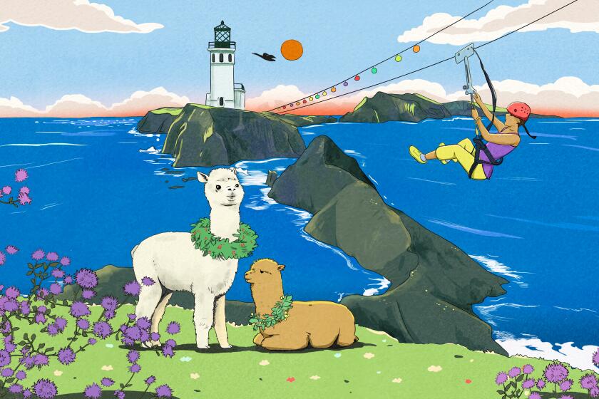 An illustration of two alpacas hanging out on a bluff near the ocean. A human uses a zipline in the distance.