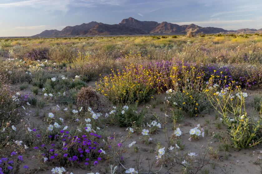 Proposed Chuckwalla National Monument. View of wildflowers and Mule Mountains. (Bob Wick)