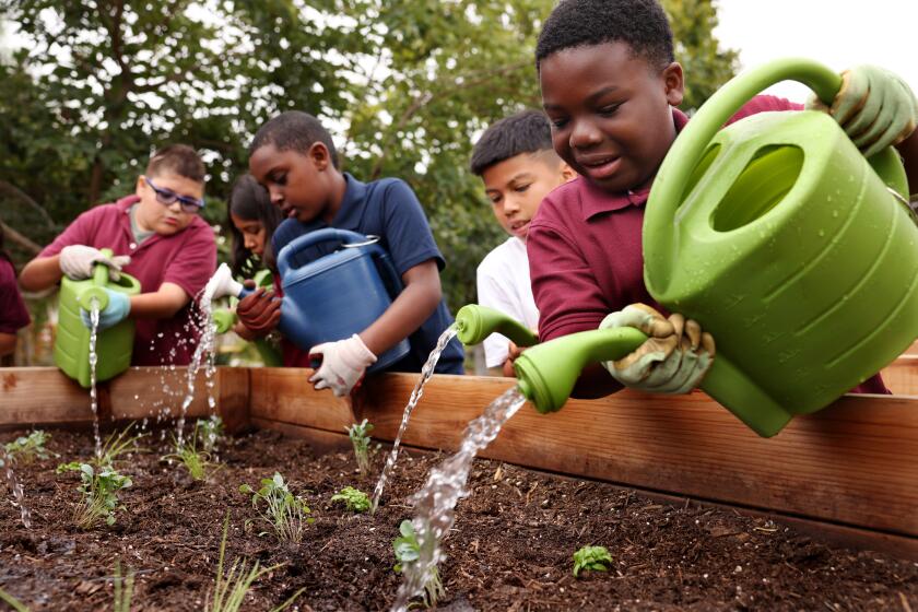 LOS ANGELES-CA-AUGUST 29, 2024: Students including Wyatt Gaines, right, water the green onion, basil and kale seedlings they planted in the garden at 24th Street Elementary School in Los Angeles on August 29, 2024. (Christina House / Los Angeles Times)