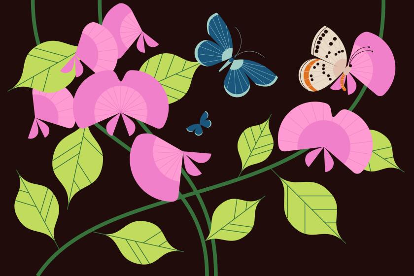 Butterflies on sweet pea blossoms