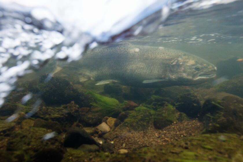 A chinook salmon swim in Jenny Creek above the old Iron Gate Dam.