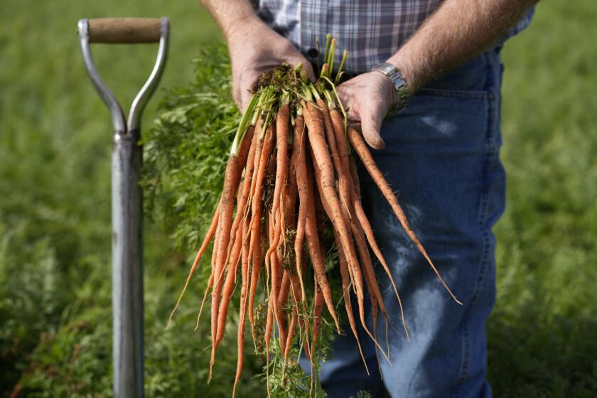 Jeff Huckaby, president and CEO of Grimmway, holds a freshly-picked bundle of carrots from a field owned by the company, Thursday, Sept. 21, 2023, in New Cuyama, Calif. In the Cuyama Valley northwest of Los Angeles, two of the country's biggest carrot farmers filed a lawsuit in a bid to have their groundwater rights upheld by a judge. The move pushed hundreds of small farmers and cattle ranchers, local residents and even the tiny school district into court, and has prompted community outcry and a call for a carrot boycott. (AP Photo/Marcio Jose Sanchez)