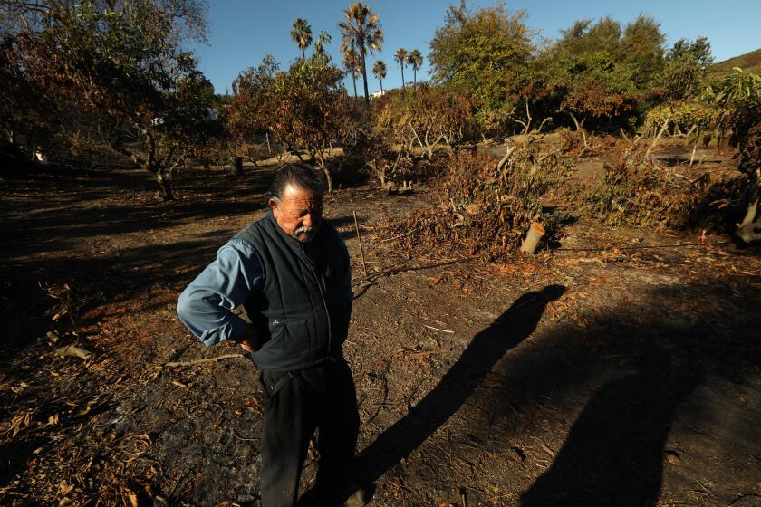 SOMIS, CA - NOVEMBER 16, 2024 - - "In 24 years you never see anything like this," said avocado farmer Sergio Acevedo, 75, reflecting on his loss from the Mountain fire in an area where he cleared fire ravaged avocado trees at his farm in Somis on November 16, 2024. Acevedo had about 100 of his 300 avocado trees damaged or destroyed by the Mountain fire and high winds at his two-acre farm. He planted all the avocado trees 24 years ago. (Genaro Molina/Los Angeles Times)