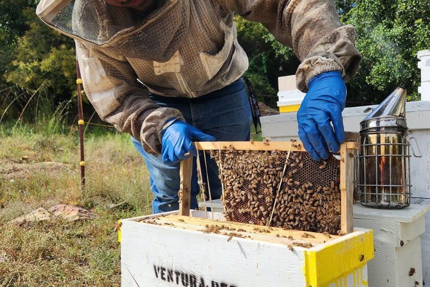 Ventura, California- Eduardo Flores, owner of Ventura Bee Rescue, inspects a hive in Ventura 